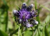 Saussurea pseudotilesii. Соцветие с кормящейся мухой и фуражирующей пчелой. Камчатский край, Елизовский р-н, окр. Мутновской геотермальной электростанции, разнотравный луг. 30.08.2016.