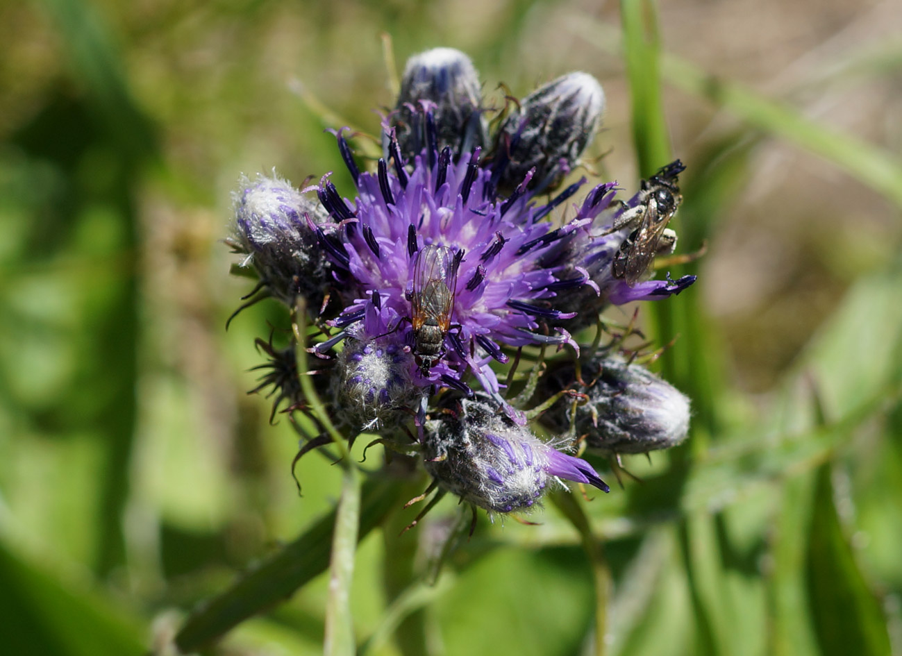 Изображение особи Saussurea pseudotilesii.