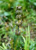Pedicularis chamissonis. Верхушка плодоносящего растения. Камчатский край, Елизовский р-н, горный массив Вачкажец, берег ручья. 18.08.2016.