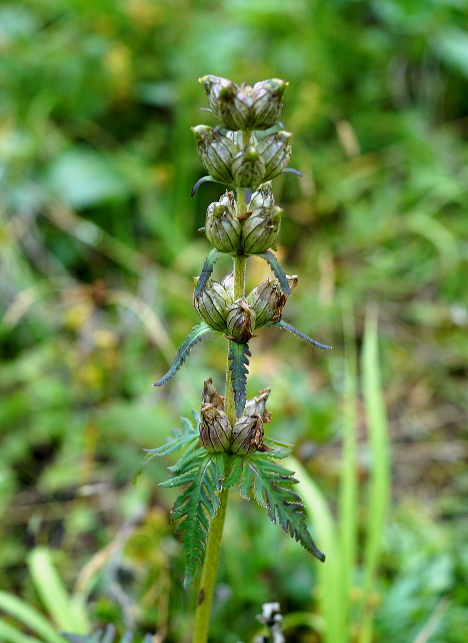 Image of Pedicularis chamissonis specimen.