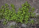 Stellaria media