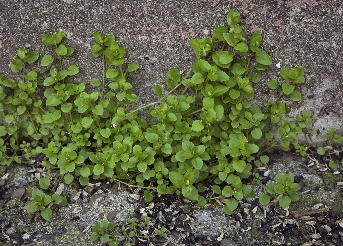 Image of Stellaria media specimen.