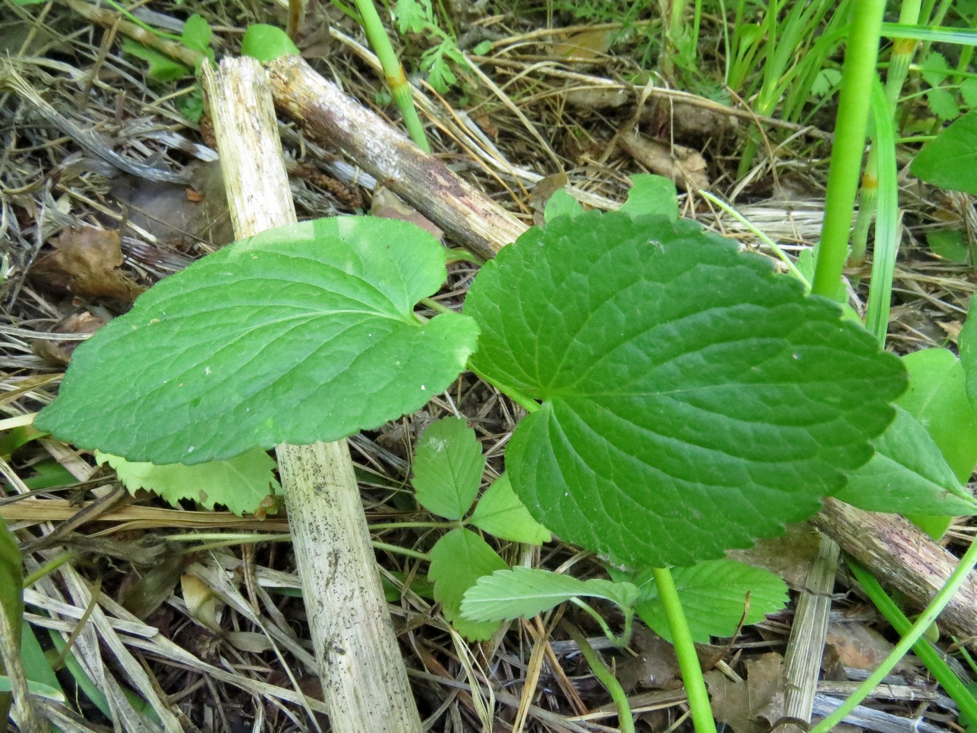 Image of Viola &times; sukaczewii specimen.