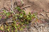 Persicaria lapathifolia. Цветущее растение с простёртыми побегами. Ленинградская обл., Ломоносовский р-н, окр. пос. Лебяжье, побережье Финского залива, песчаный пляж. 27.08.2017.