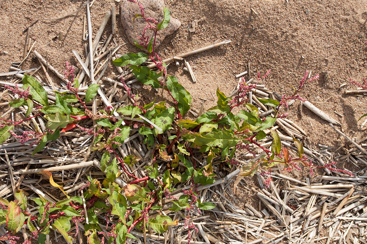 Изображение особи Persicaria lapathifolia.