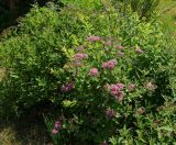 Spiraea japonica