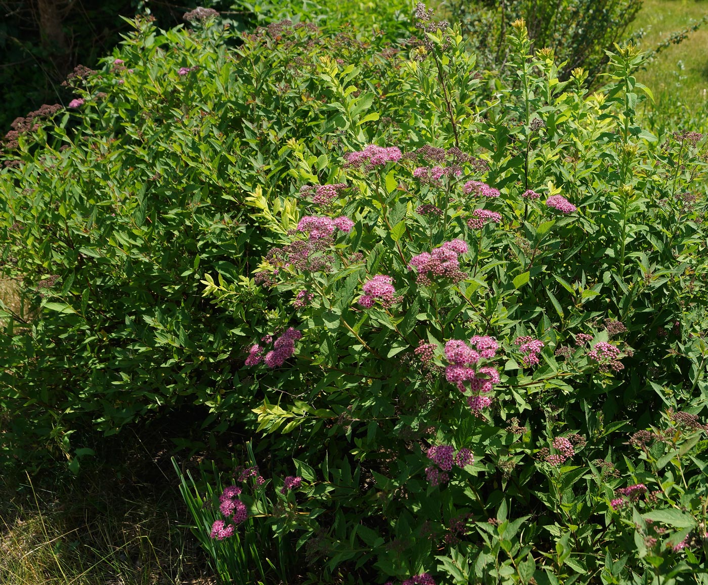 Изображение особи Spiraea japonica.