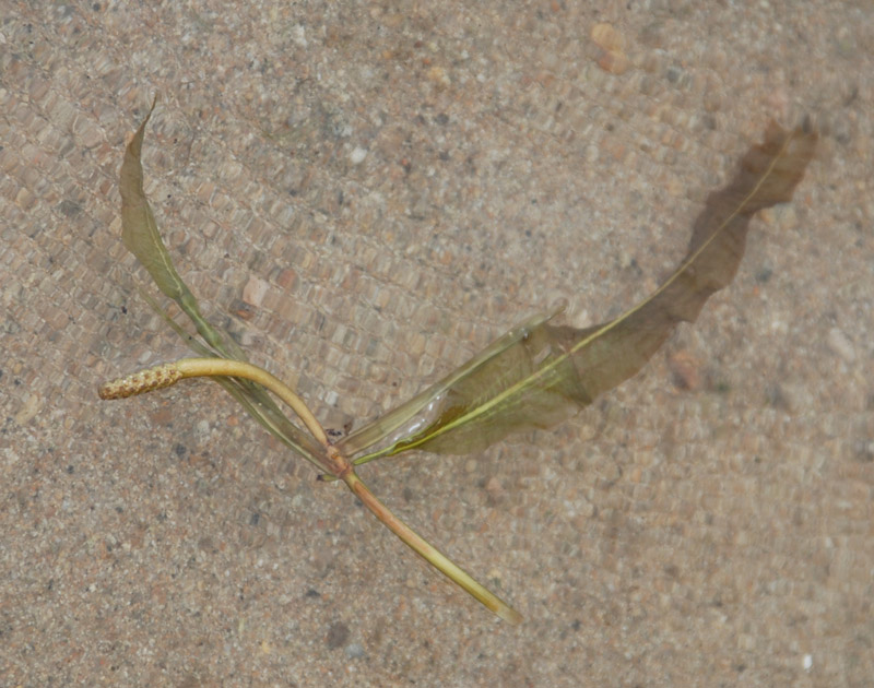 Image of Potamogeton lucens specimen.