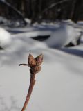 Rhododendron dauricum. Верхушка побега с набухающими цветочными почками. Иркутск, сосновый лес близ ул. Карпинская. 04.03.2018.