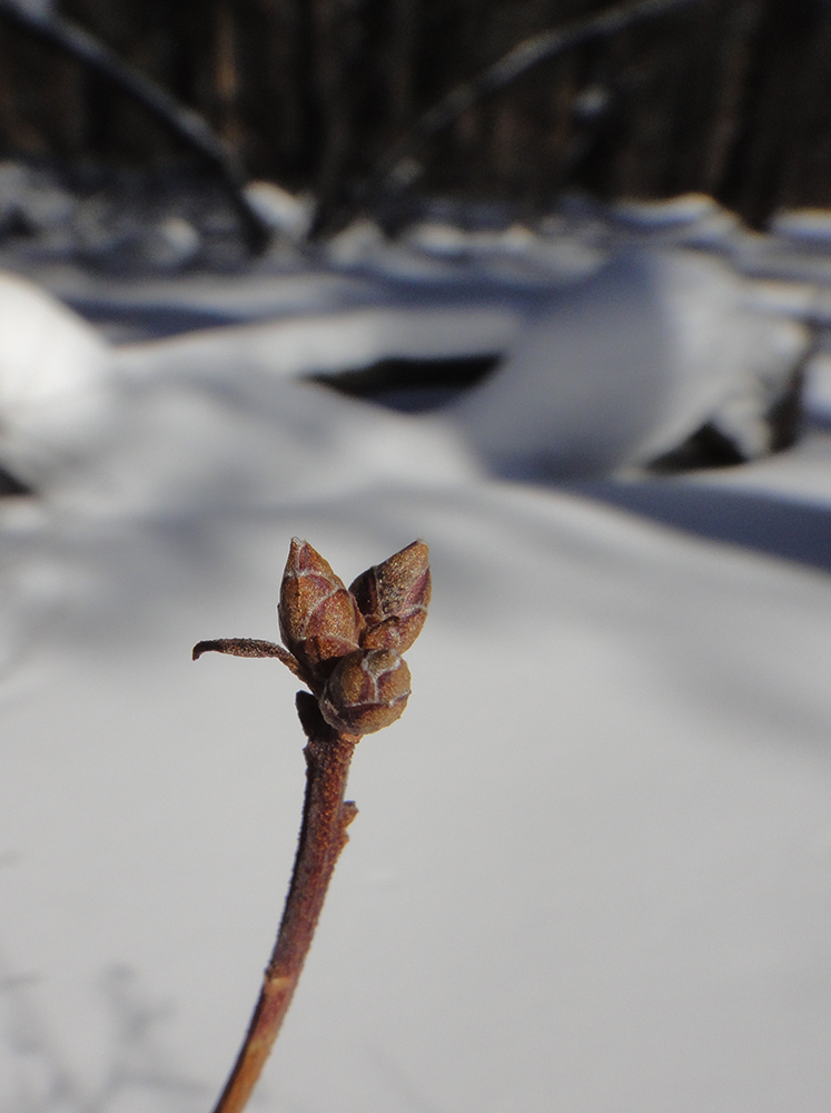 Image of Rhododendron dauricum specimen.