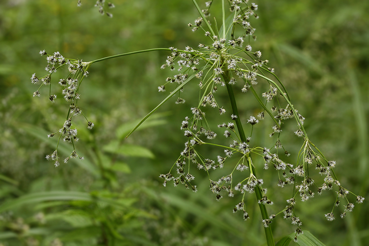 Изображение особи Scirpus sylvaticus.