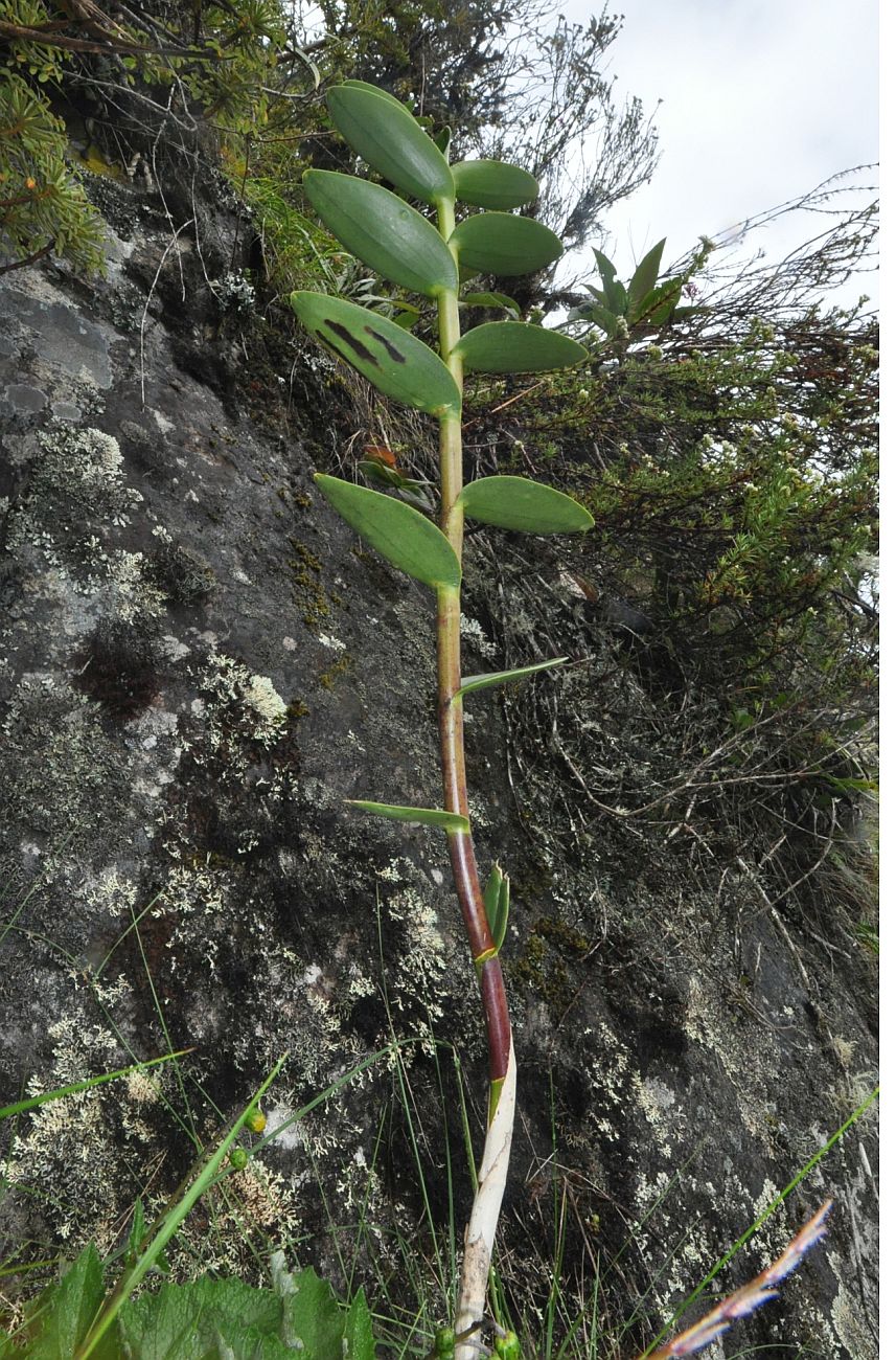 Image of familia Orchidaceae specimen.