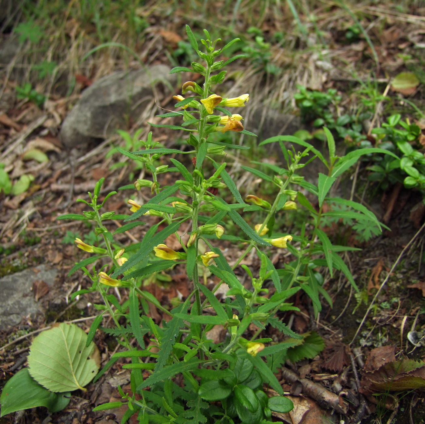 Изображение особи Pedicularis labradorica.