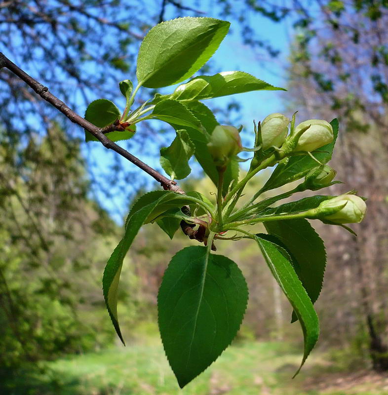 Image of Malus sylvestris specimen.