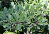 Ternstroemia gymnanthera