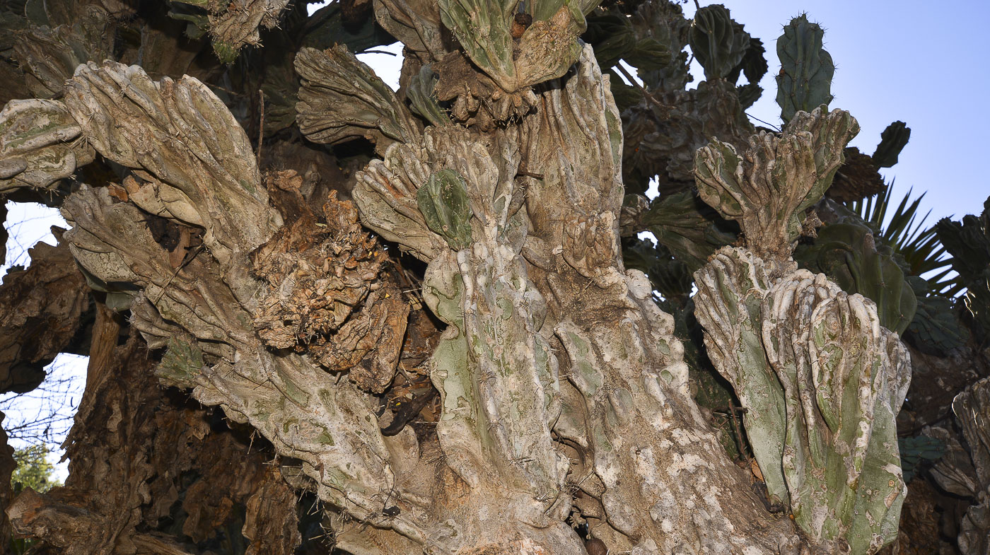 Image of Cereus peruvianus var. monstrosus specimen.
