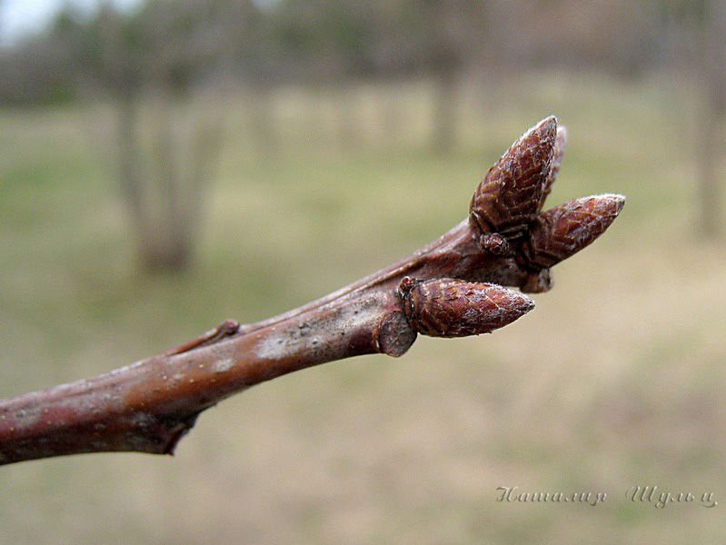 Image of Quercus rubra specimen.