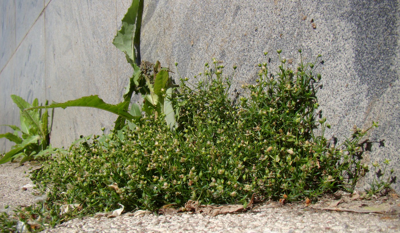 Image of Sagina procumbens specimen.