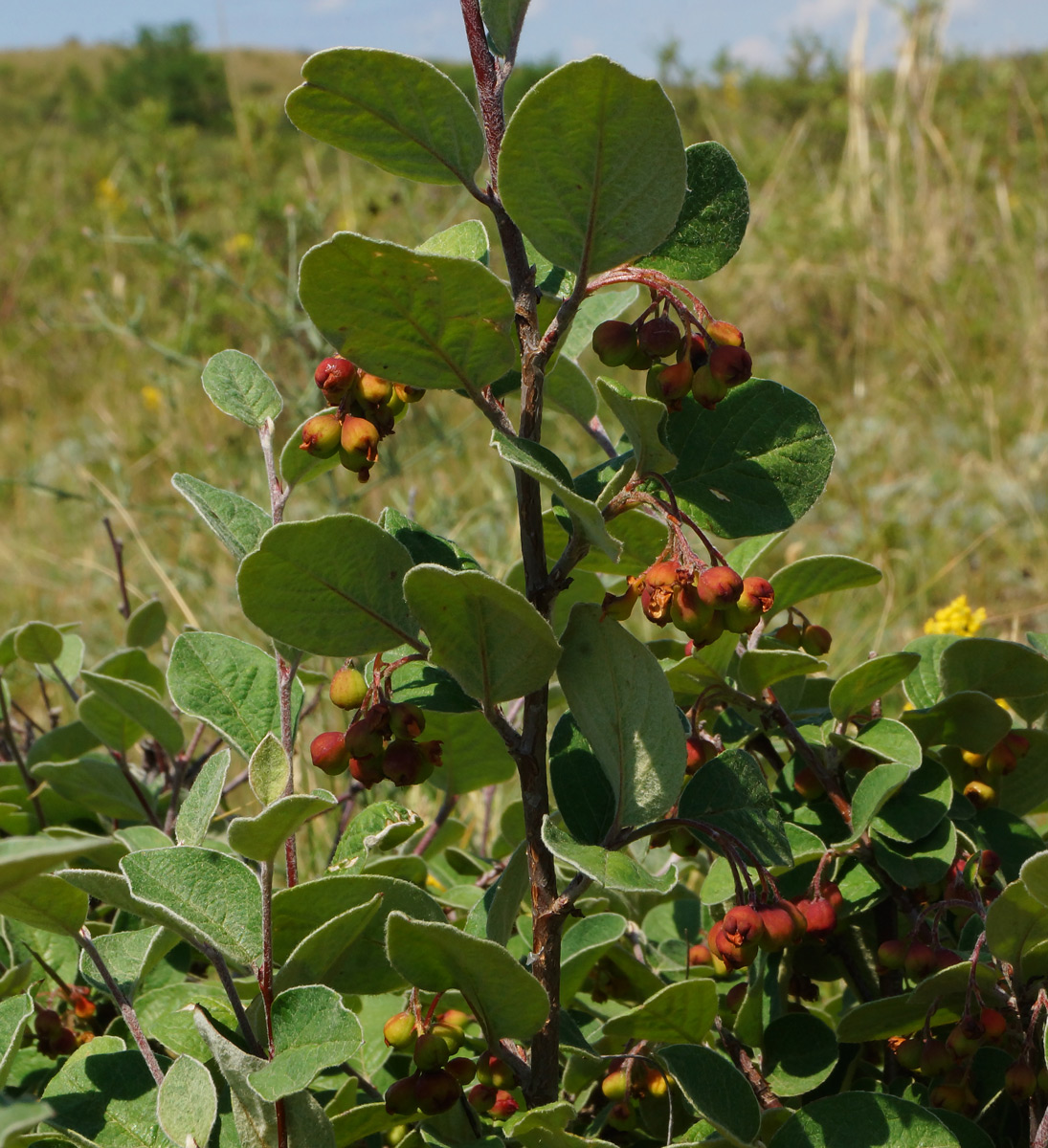 Image of Cotoneaster melanocarpus specimen.
