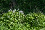 Lunaria rediviva