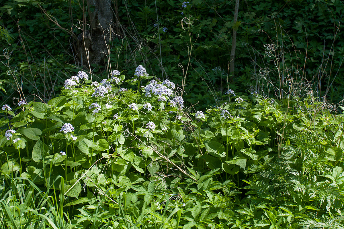 Изображение особи Lunaria rediviva.