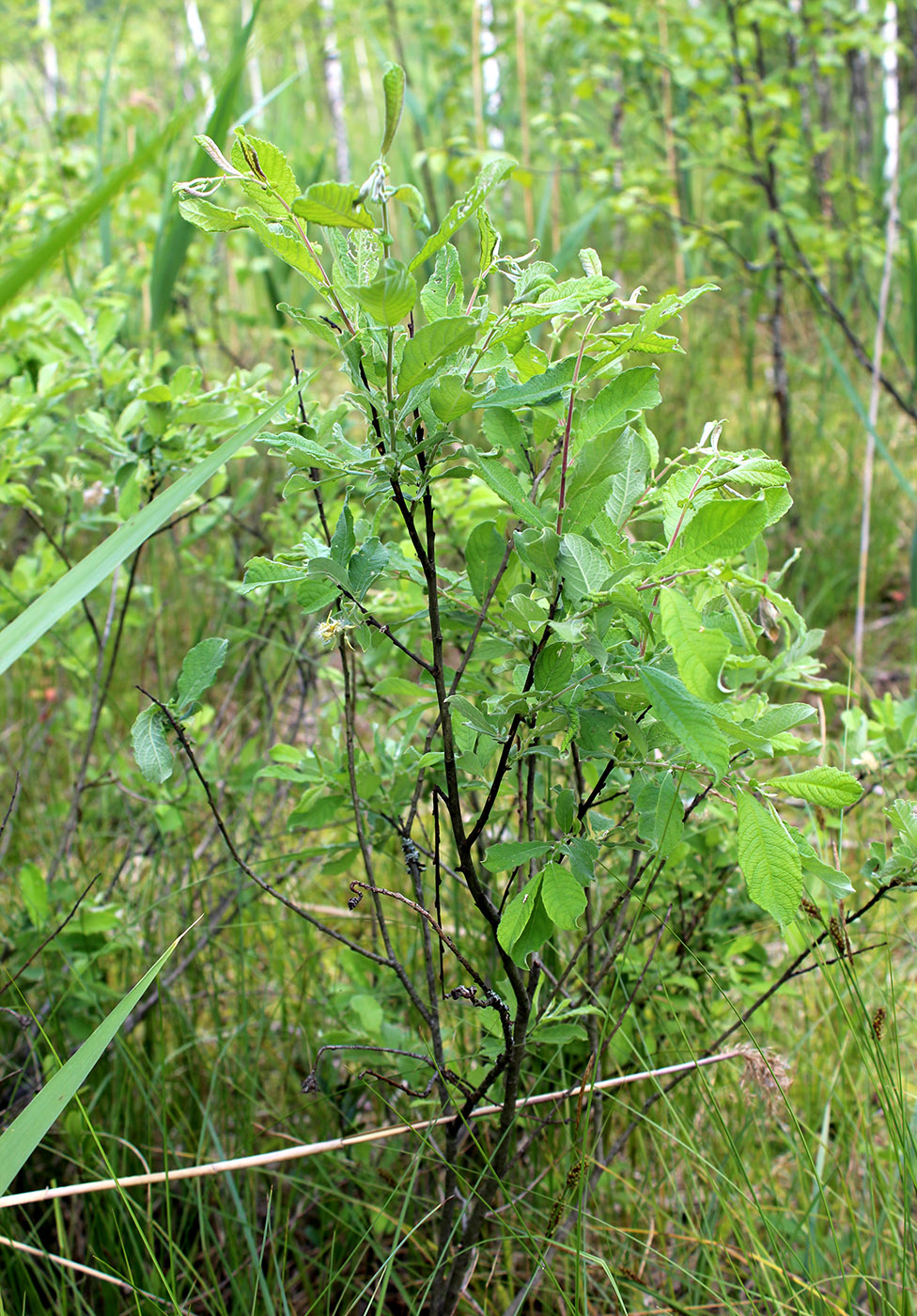 Image of Salix aurita specimen.