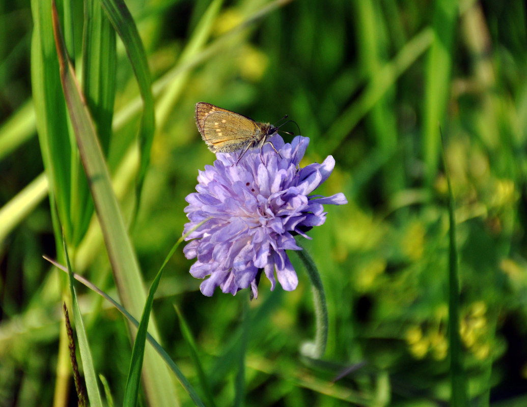 Изображение особи Knautia arvensis.