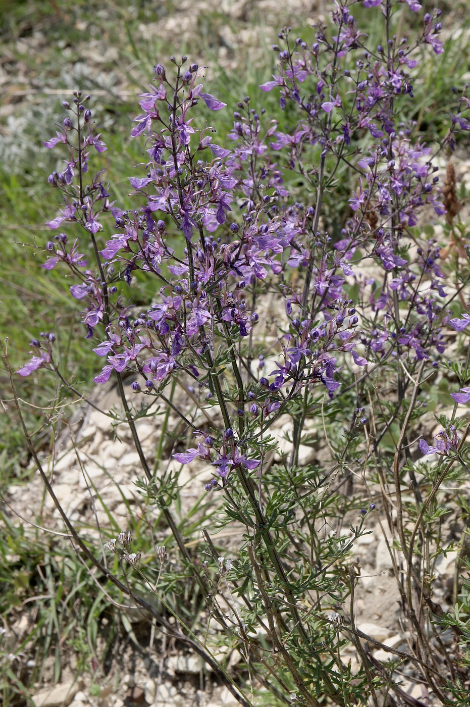 Изображение особи Teucrium orientale.