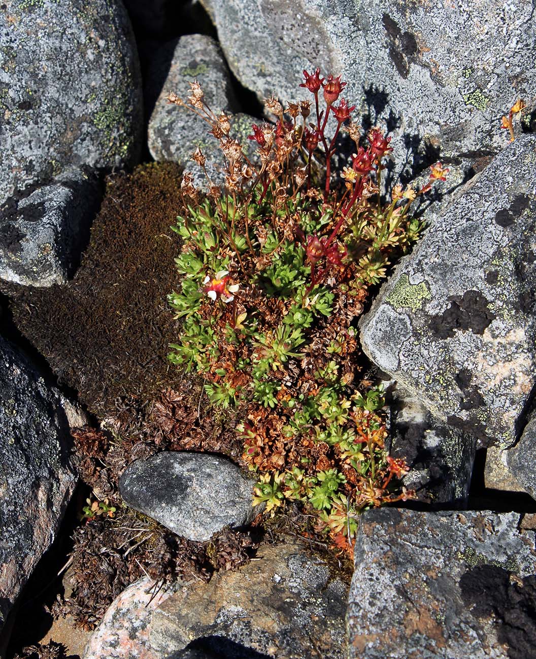 Изображение особи Saxifraga cespitosa.