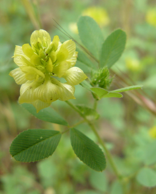 Изображение особи Trifolium campestre.