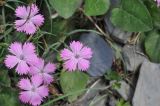 Dianthus caucaseus