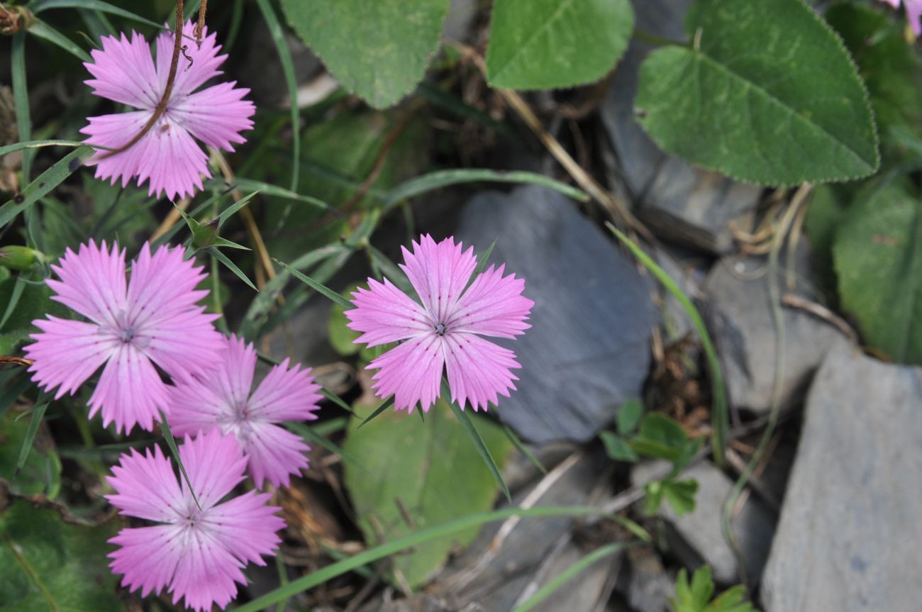 Image of Dianthus caucaseus specimen.