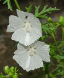 Malva moschata