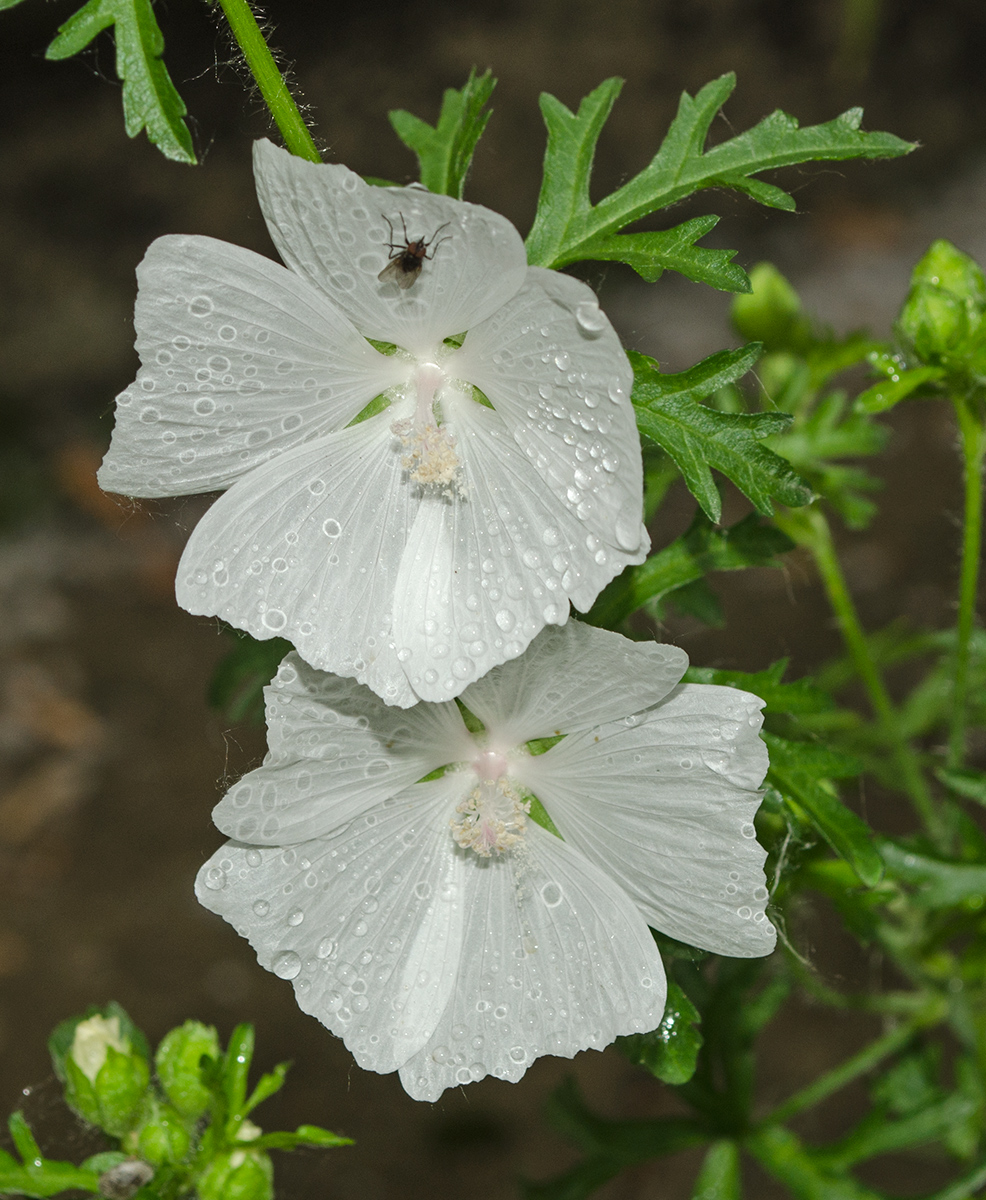 Image of Malva moschata specimen.