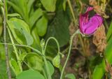 Lathyrus odoratus. Верхушка побега с цветком и бутоном и с сидящим на цветке насекомым. Пермь, Свердловский р-н, в озеленении двора. 14 августа 2018 г.