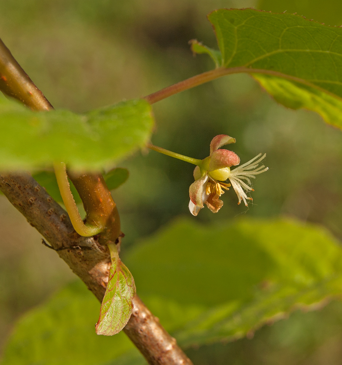 Image of Actinidia kolomikta specimen.