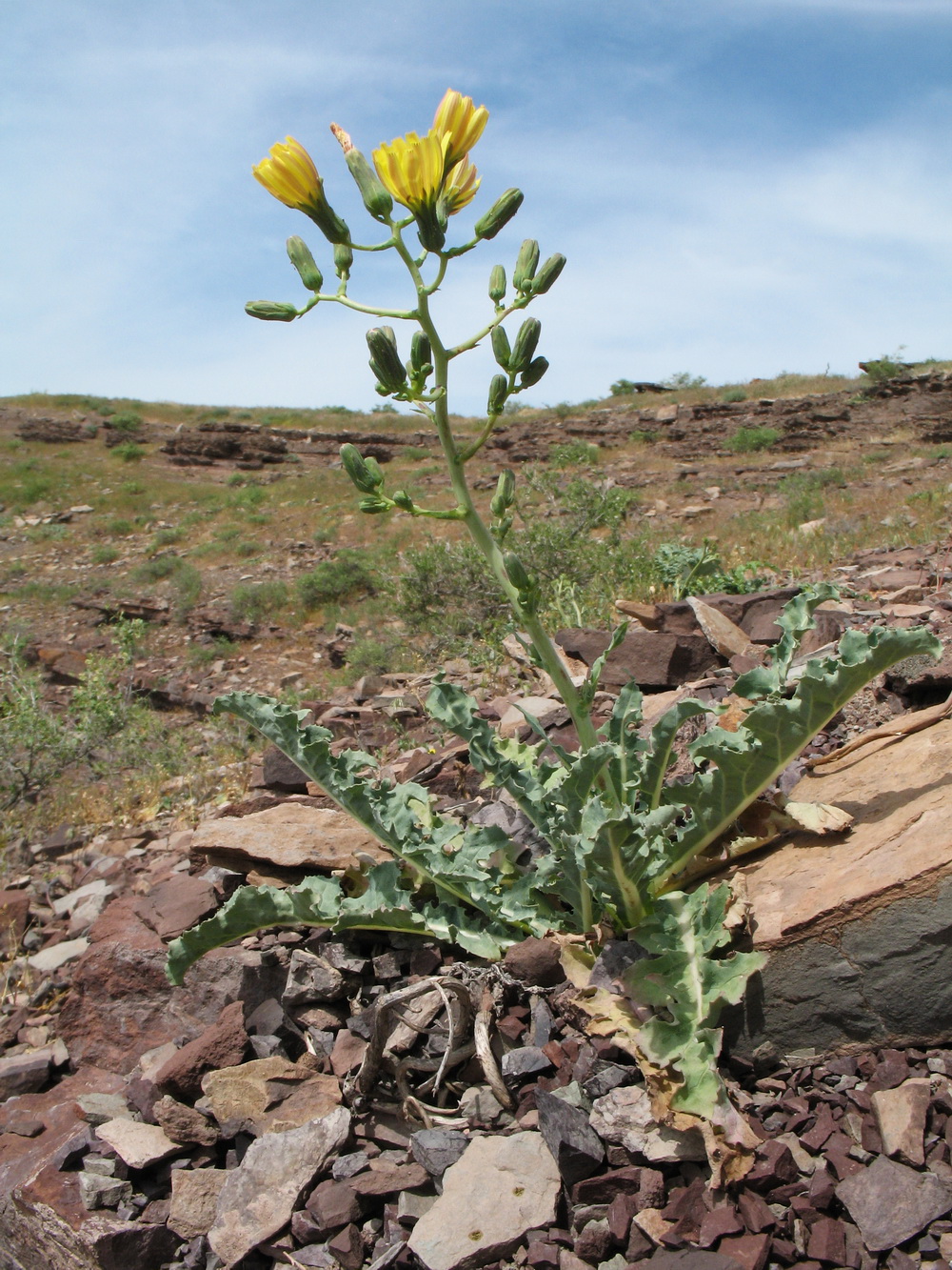 Image of Steptorhamphus crambifolius specimen.