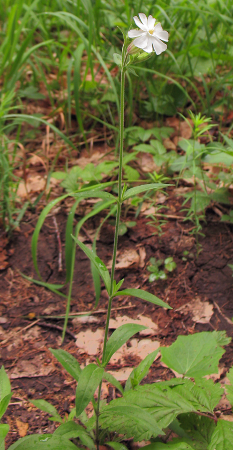 Image of Melandrium album specimen.