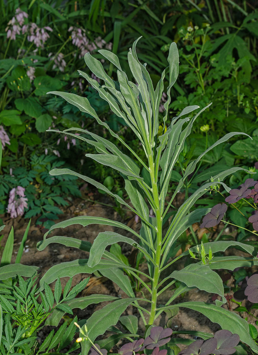 Изображение особи Matthiola incana.