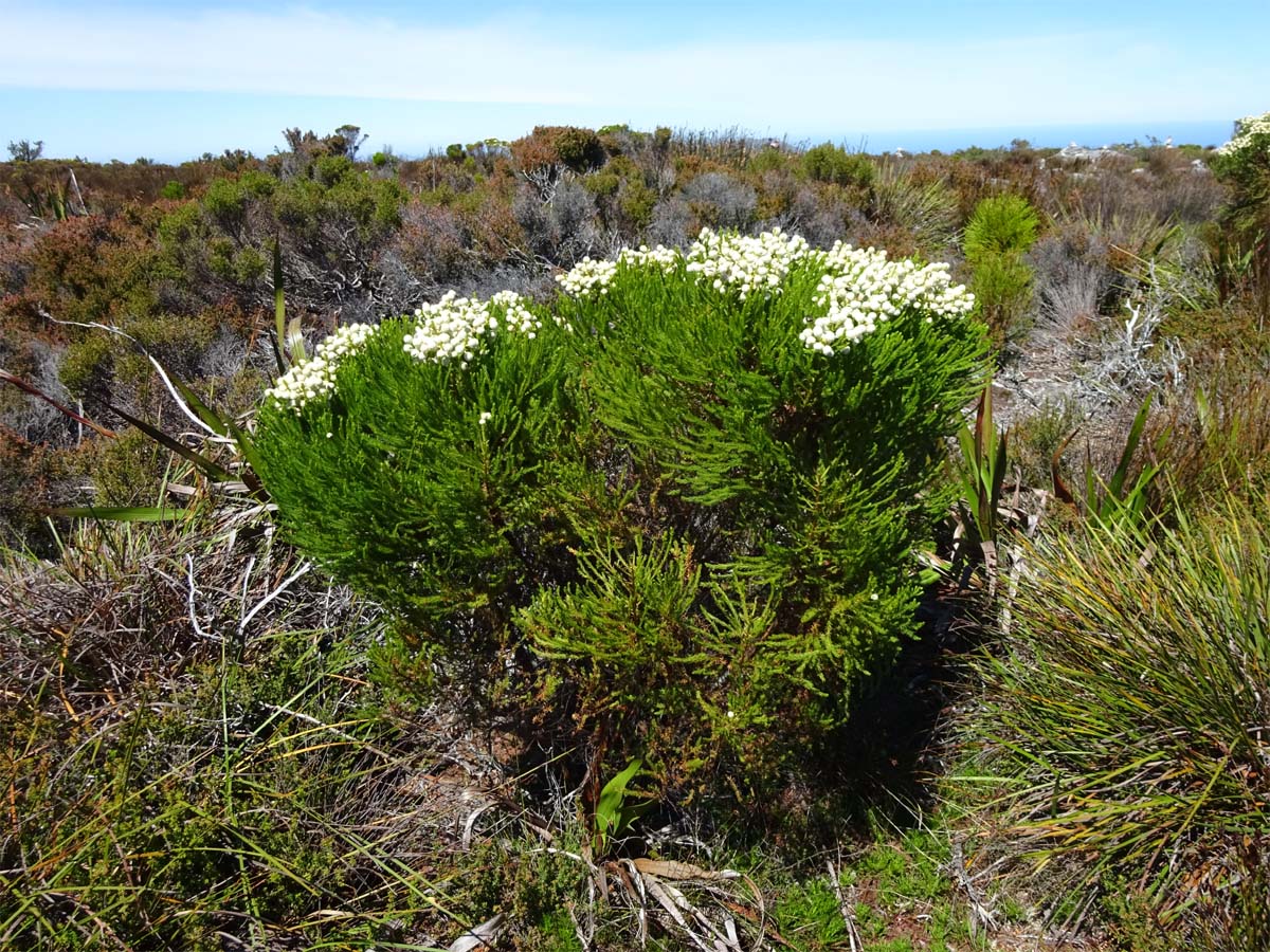 Image of Berzelia abrotanoides specimen.