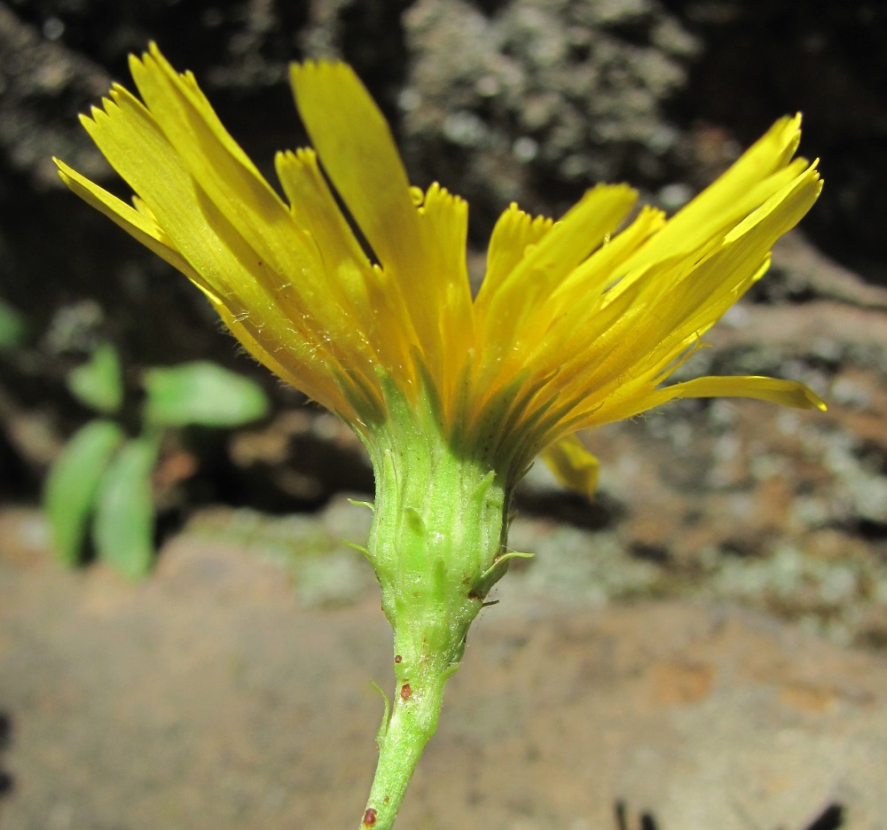 Изображение особи Hieracium umbellatum.