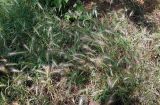 genus Hordeum. Плодоносящие растения. Крым, Судак, парк на территории гостиницы, в культуре. 20.06.2017.