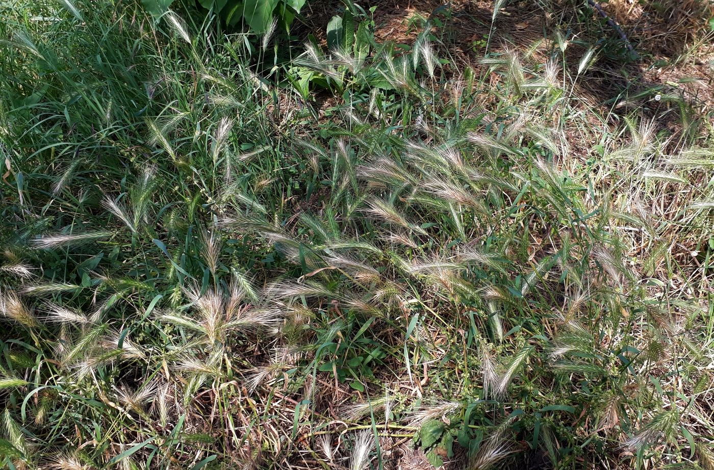 Image of genus Hordeum specimen.