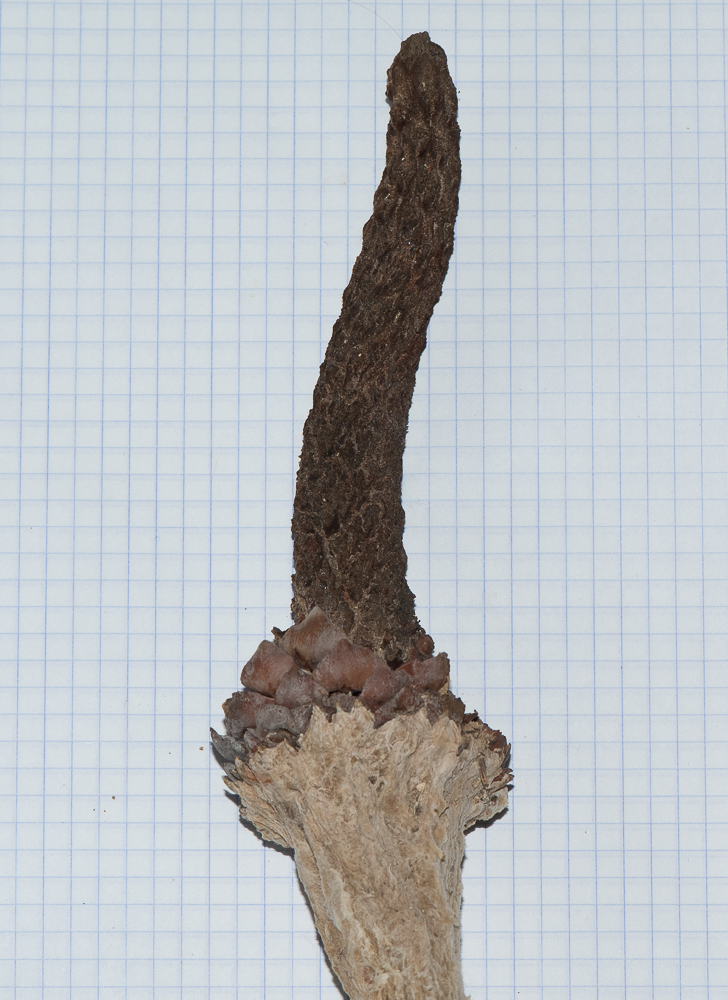Image of Dioon edule specimen.