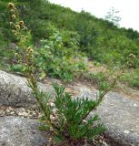 Artemisia arctica подвид ehrendorferi. Цветущее растение на каменистом участке склона. Магаданская обл., г. Магадан, окр. мкр-н Пионерный. 17.07.2016.