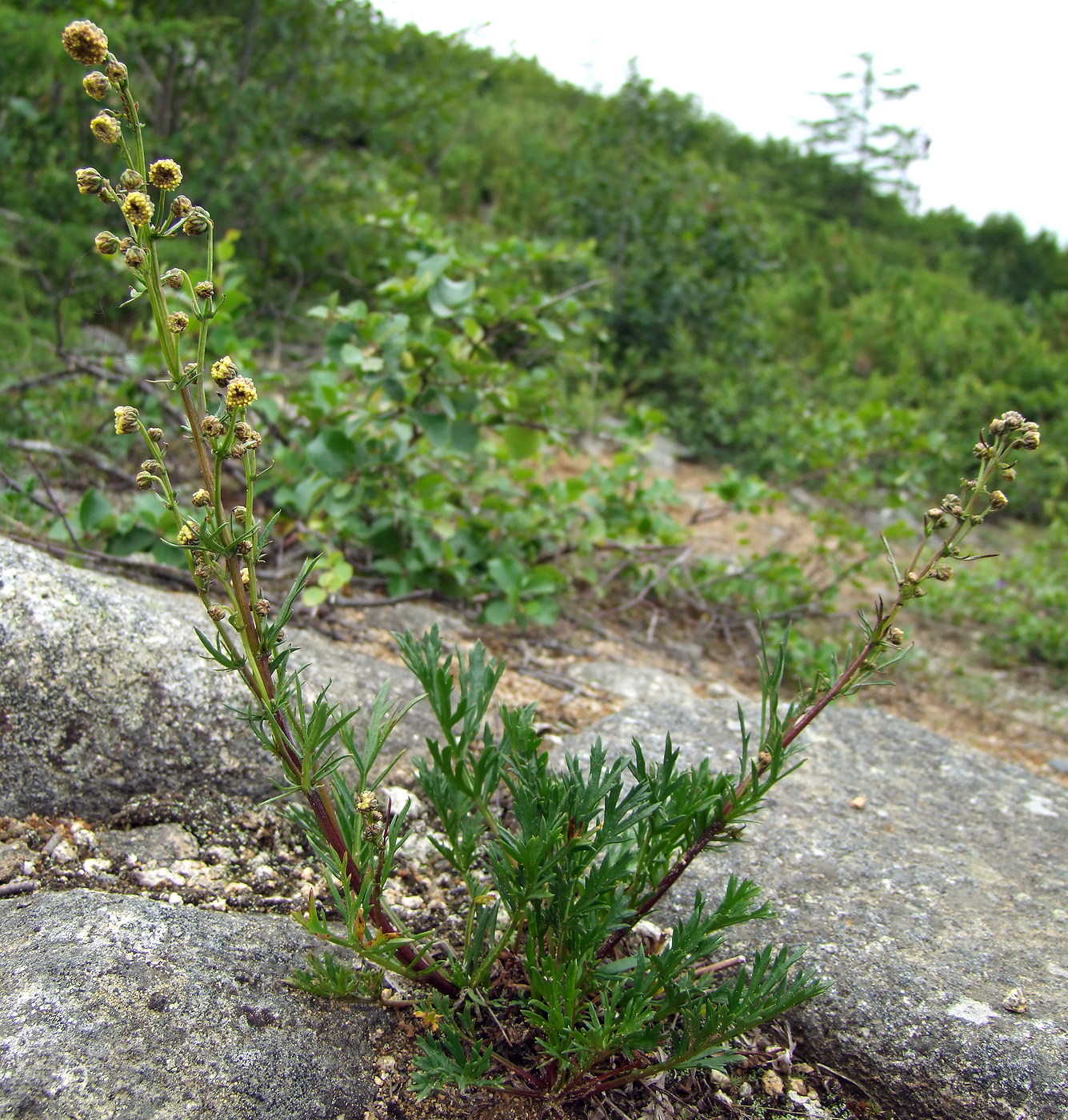 Изображение особи Artemisia arctica ssp. ehrendorferi.
