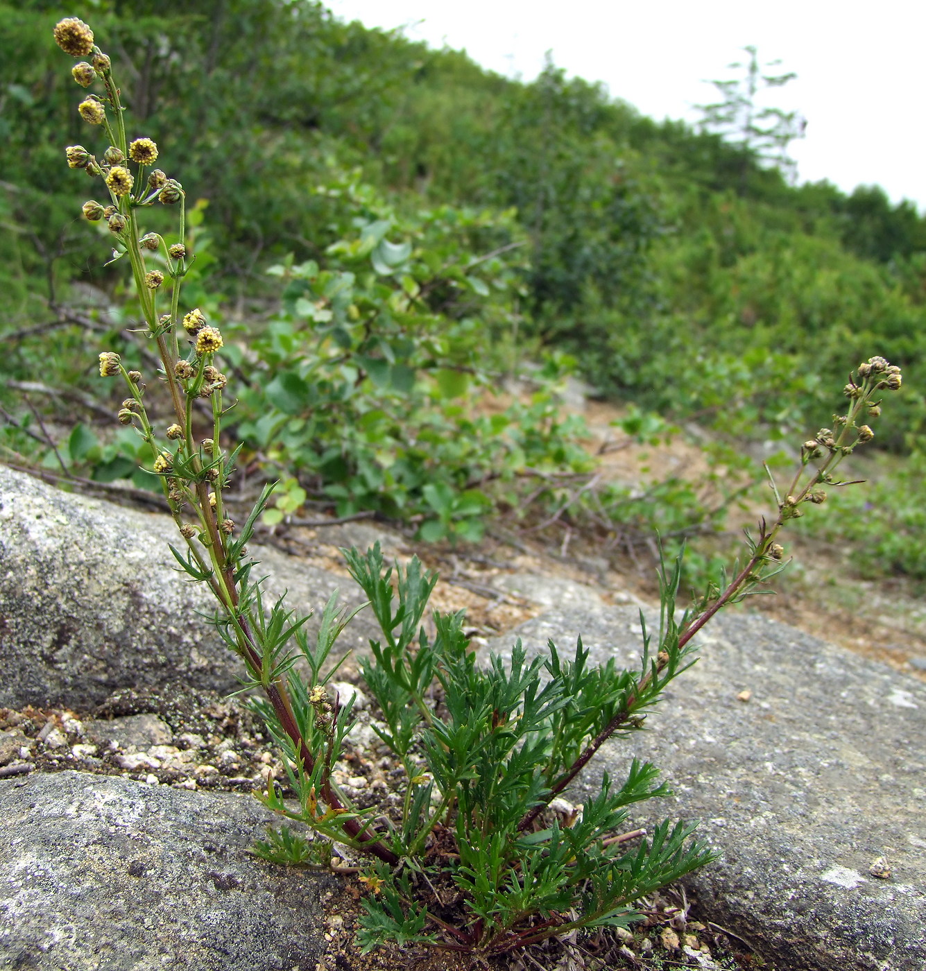 Изображение особи Artemisia arctica ssp. ehrendorferi.