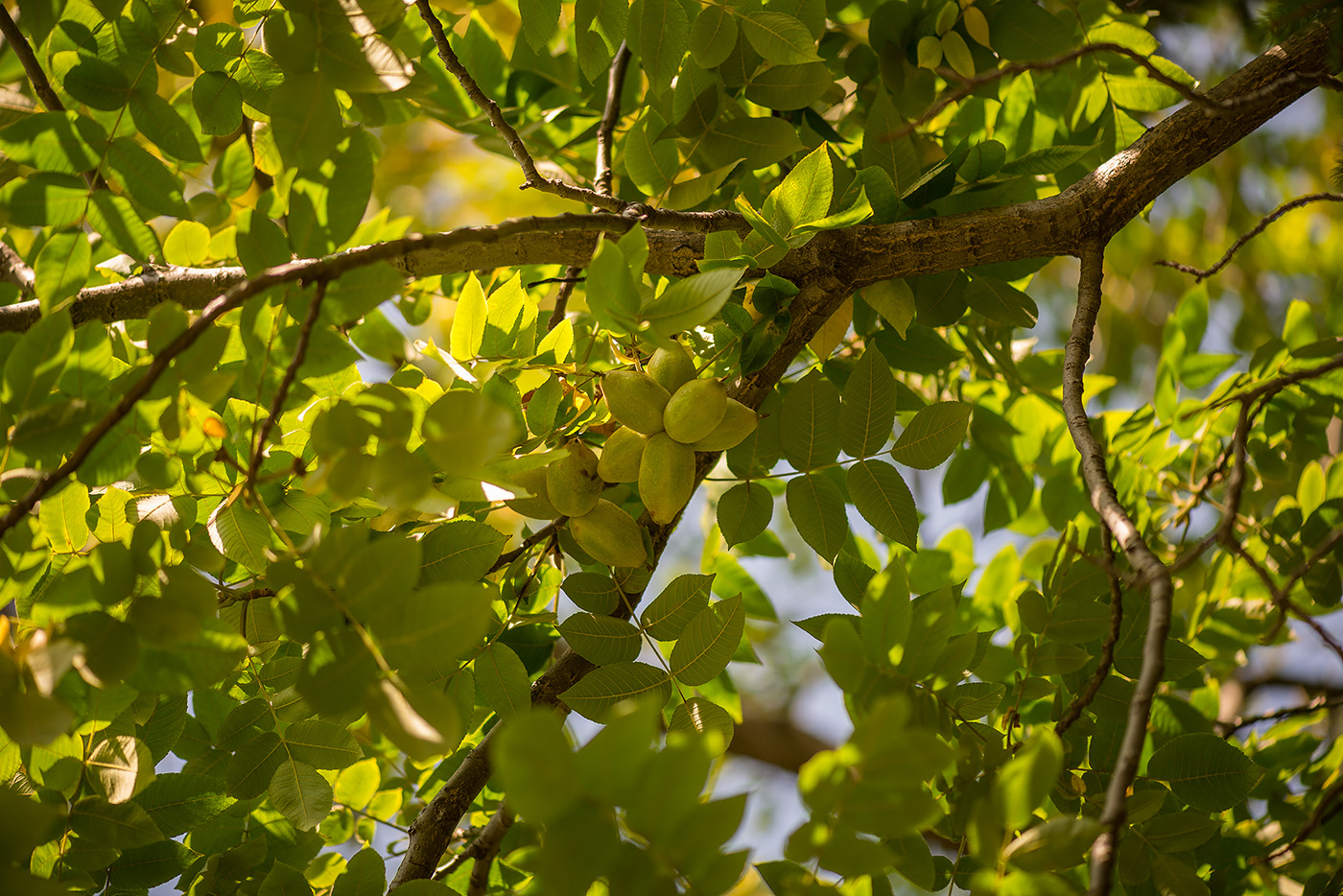 Изображение особи Juglans cinerea.