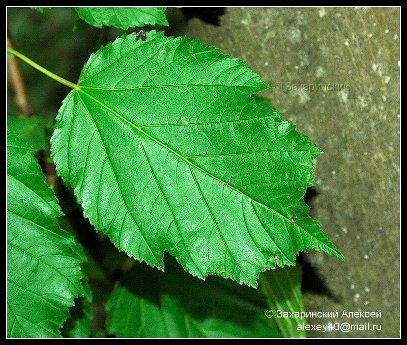 Image of Acer tataricum specimen.