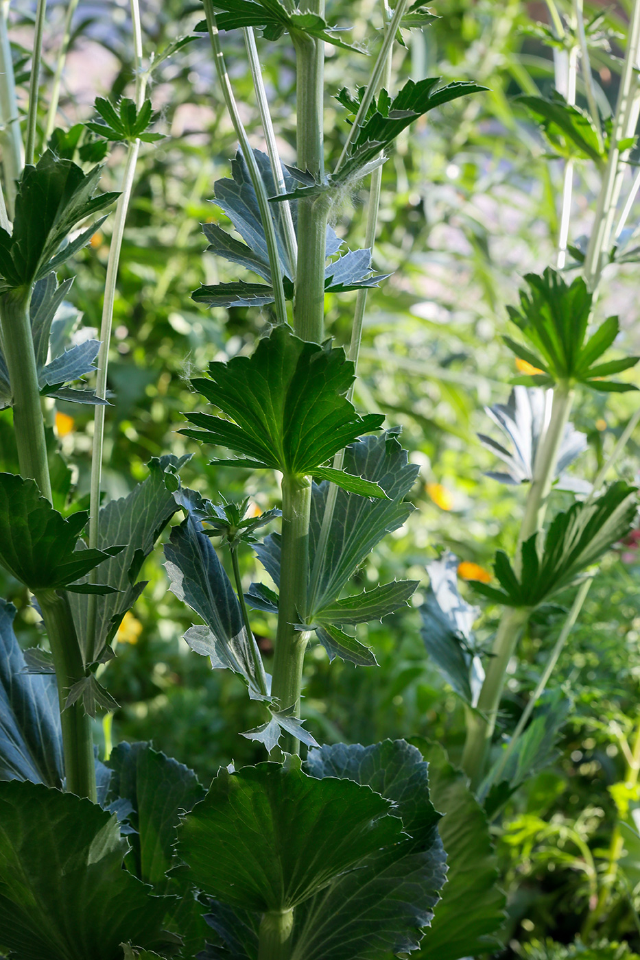 Image of Eryngium planum specimen.
